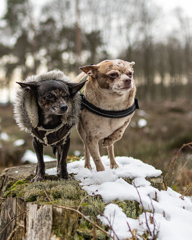 Foto van Dreampics