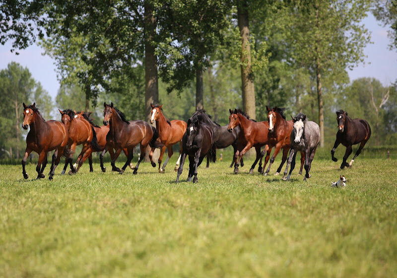 Foto van Opfok Beekhoeve