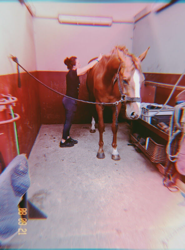 Foto van EquiVita * paardentherapeute