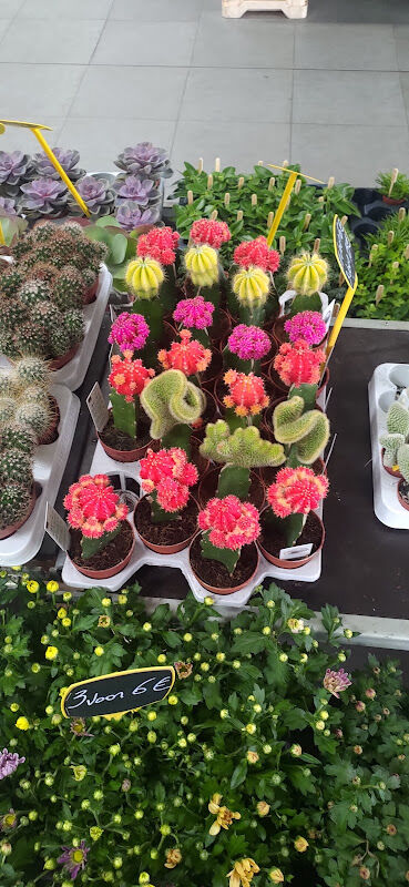 Foto van Mrs. Bouquet - Bloemenhal Kortrijk