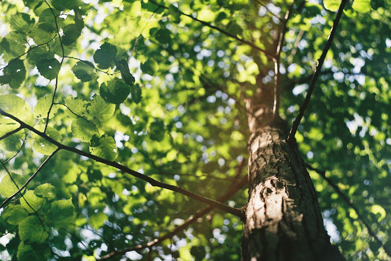 Foto van Living Trees