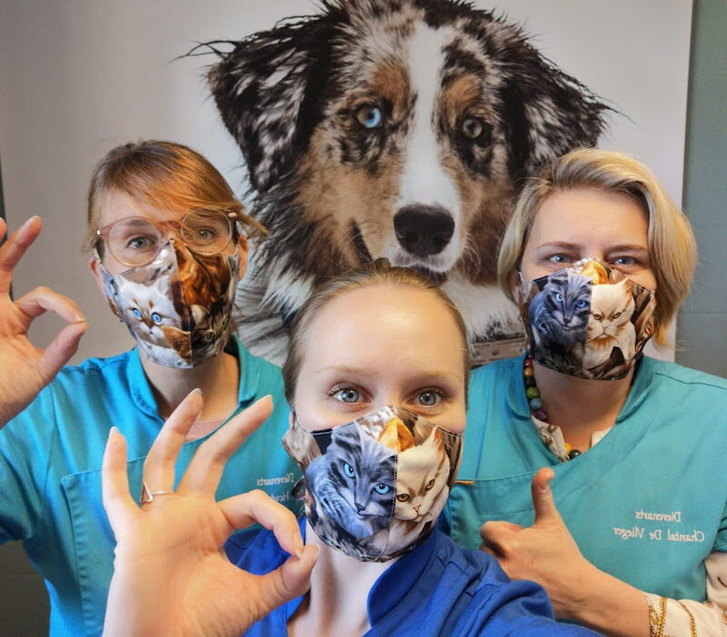 Foto van Animedi Nevele - KLEINE HUISDIEREN & PAARDEN