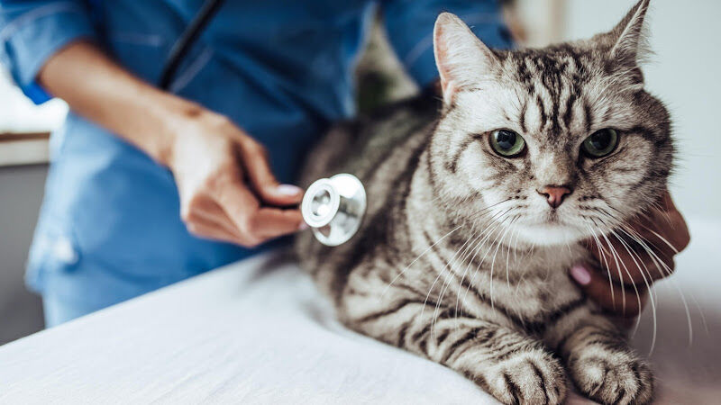 Foto van Anne Verbruggen - Dierenarts