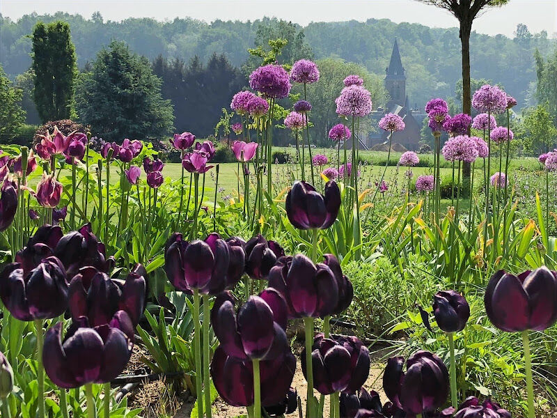 Foto van tuinontwerp HORTUS QUO