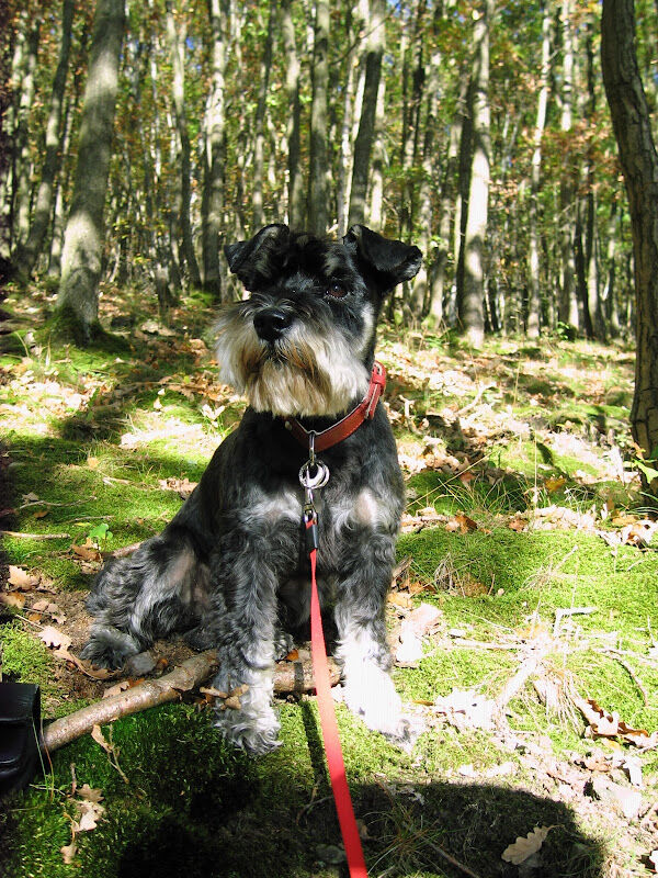 Foto van Dap Healthy Paws