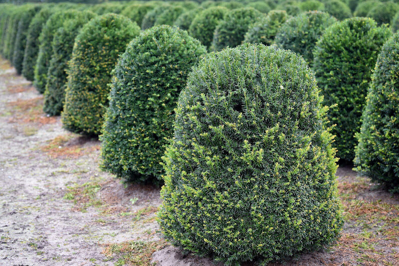 Foto van Groenstructuur