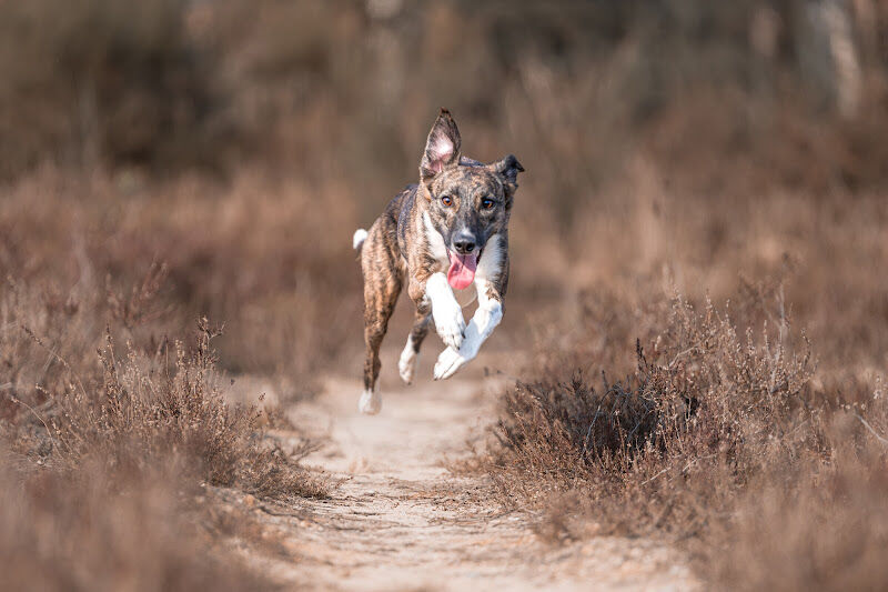 Foto van Vinnie Photography