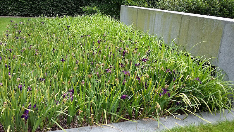 Foto van Schuurmans & Co filterplanten en eigen kweek waterlelies op afspraak