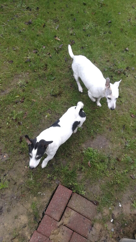 Foto van 234 Dierenartsen