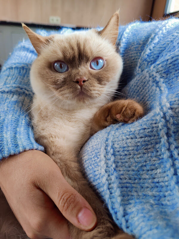 Foto van The Kitty Farm