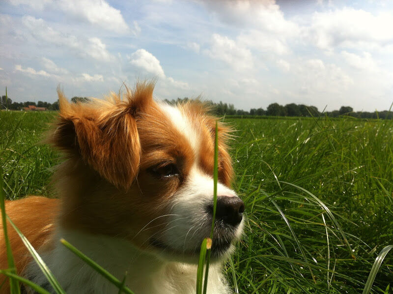 Foto van DAC Nieuwe Dijk