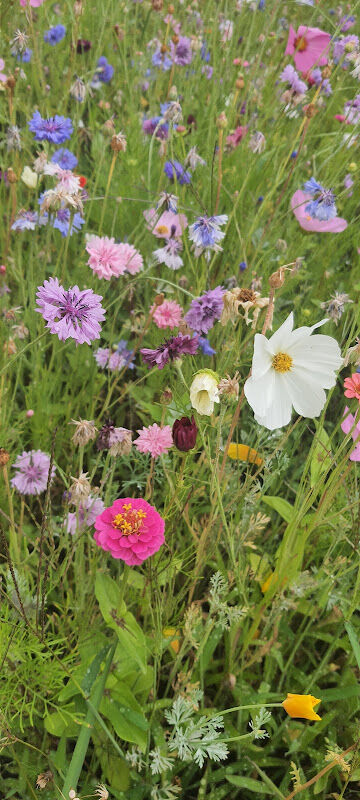 Foto van Speeltuin