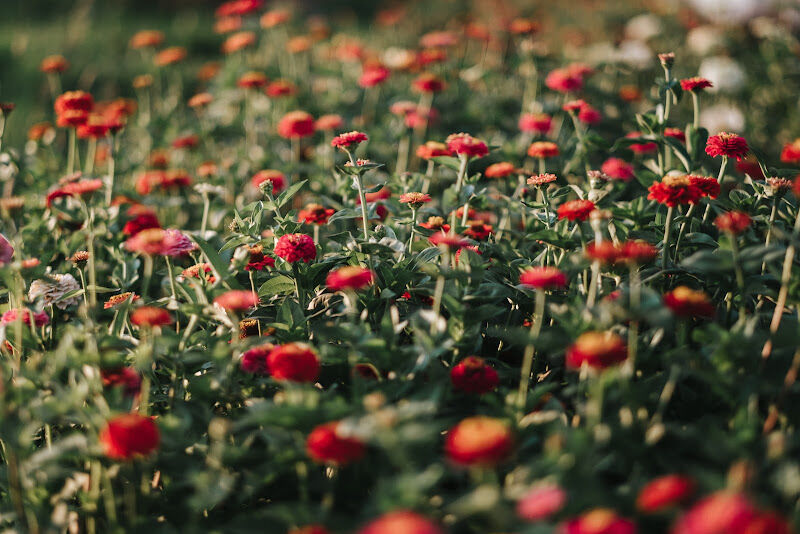 Foto van Pluktuin Plukblomme