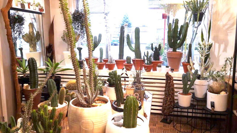 Foto van Plantscapes - Cactus Winkel - Gifts Shop