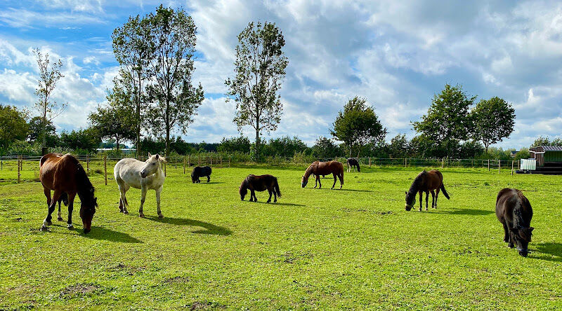 Foto van De Jonghe Pony