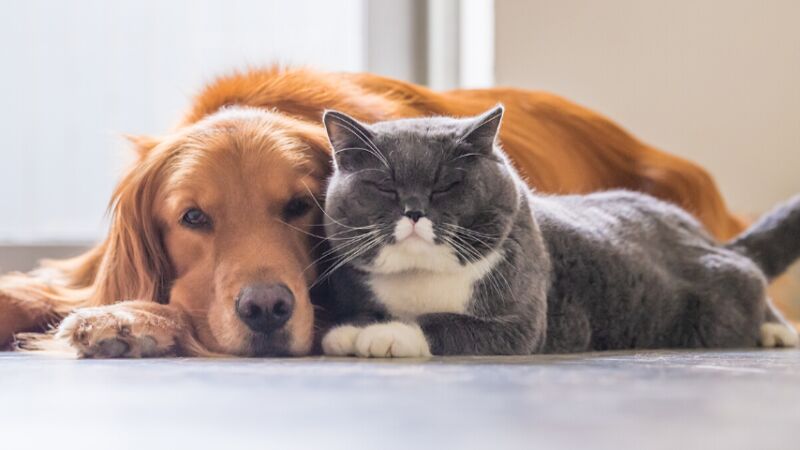 Foto van Jo Vekeman Dierenarts