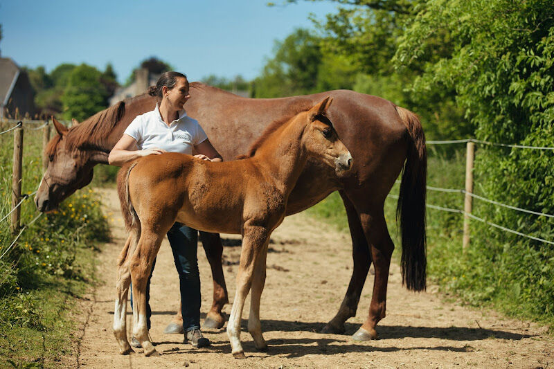 Foto van L'écrin De Feeling : Hippothérapie / Equicoaching / Shiatsu Équin & Humain