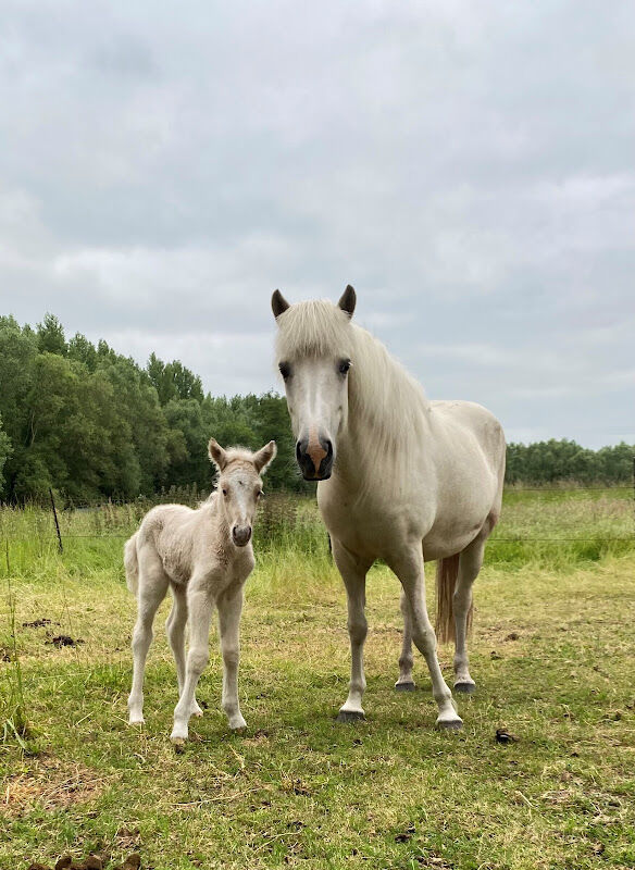 Foto van Stoeterij Het Schaef