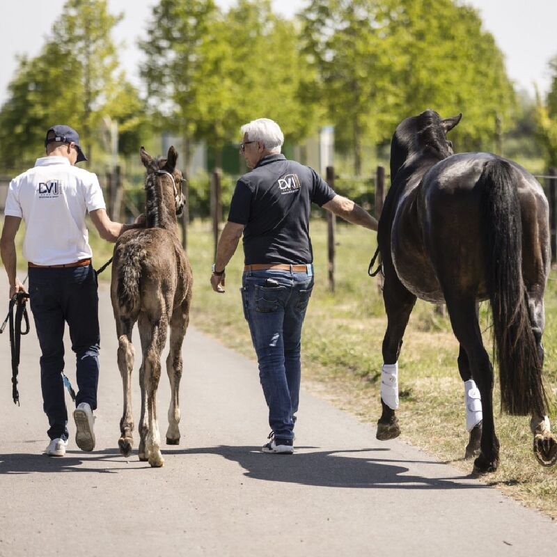 Foto van DVI Dressage