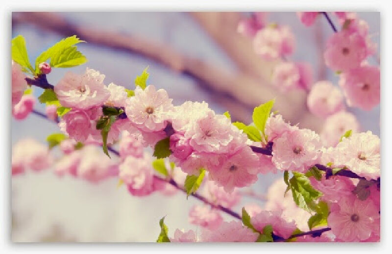 Foto van De Roze Bloesem