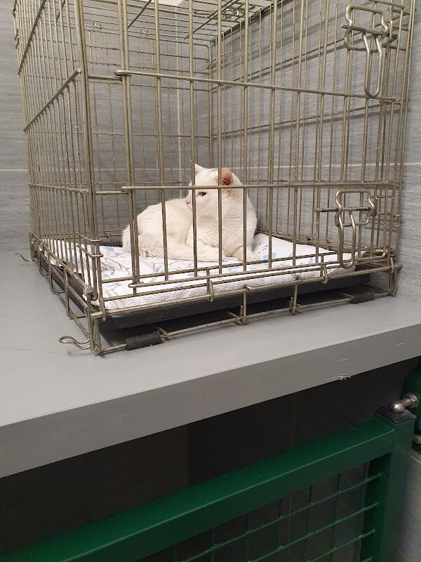 Foto van Dierenarts. Vandenberghe Pieter