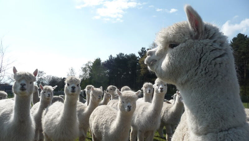 Foto van De Alpacaboerderij