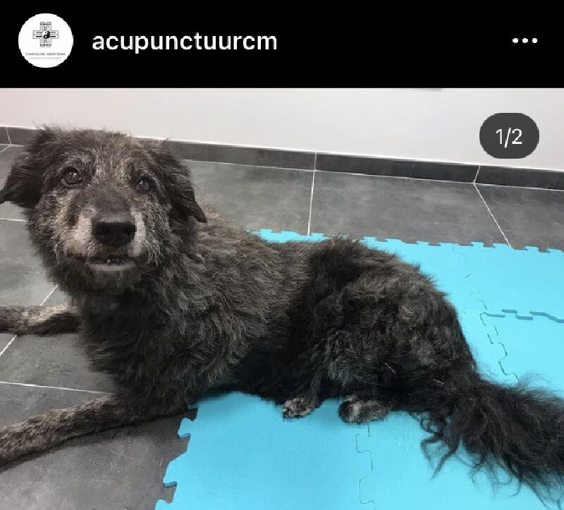 Foto van Caroline Mertens dierenarts & acupuncturist