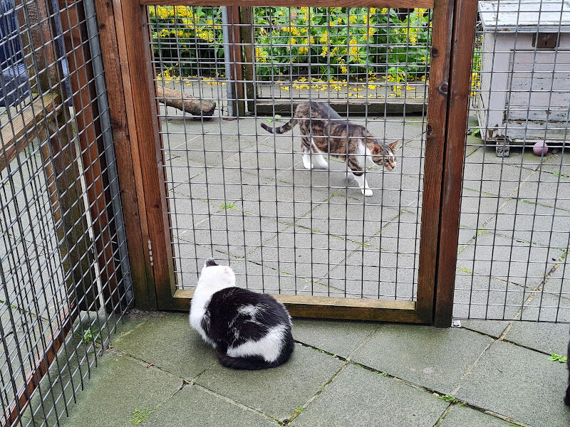 Foto van Knokke(n) voor Dieren