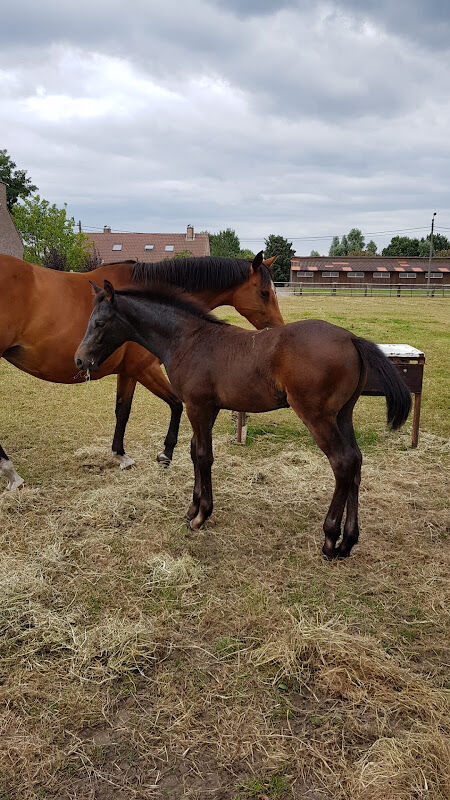 Foto van Manege Dravers-hof