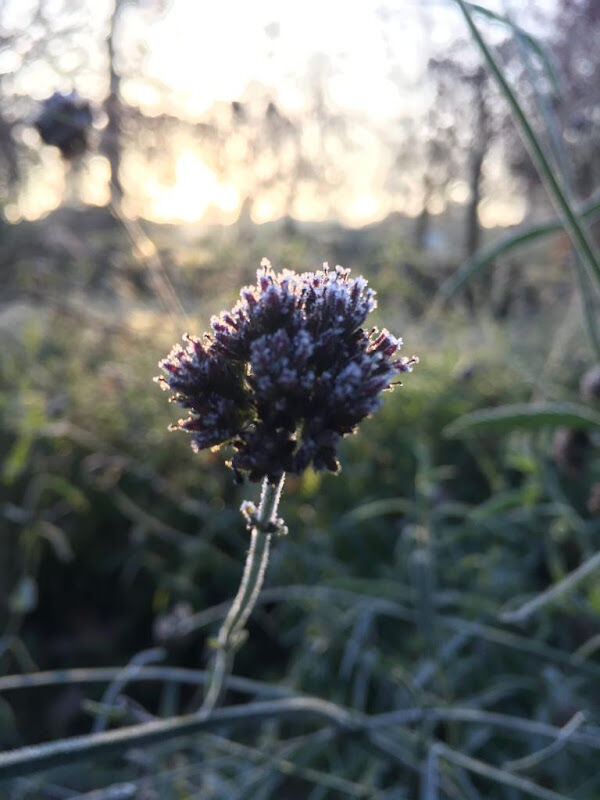 Foto van Wild tuinontwerp & aanleg
