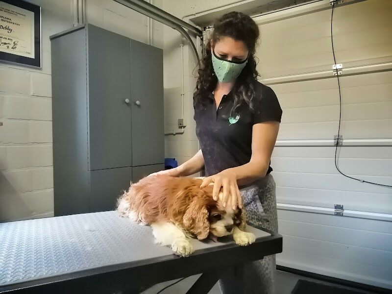 Foto van Osteopathie voor Dieren, Debby Mertens
