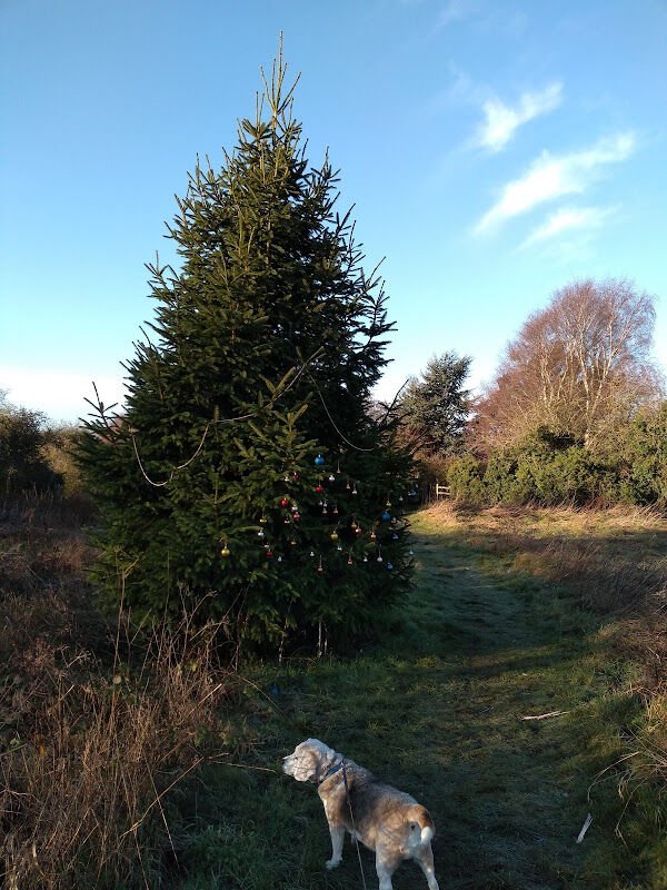 Foto van Young's Tree Surgery