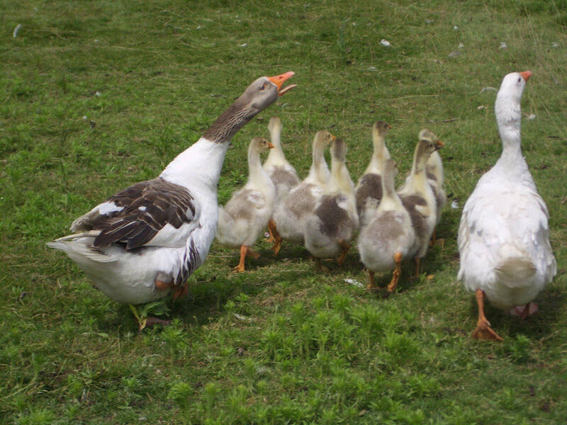 Foto van Sensitive Care SCarabee