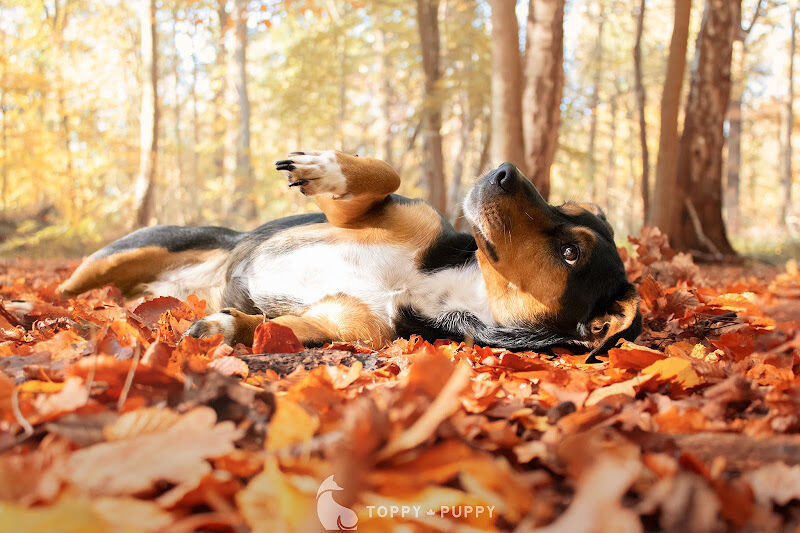 Foto van Toppy Puppy