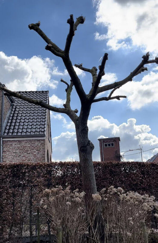 Foto van Tuinonderhoud Vincent Van Rompaey