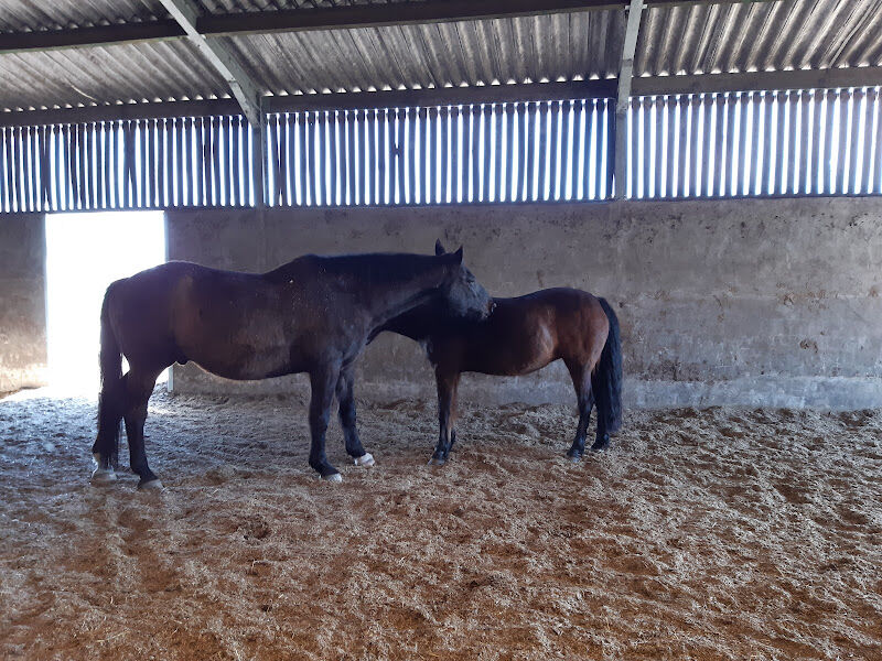 Foto van 4horses