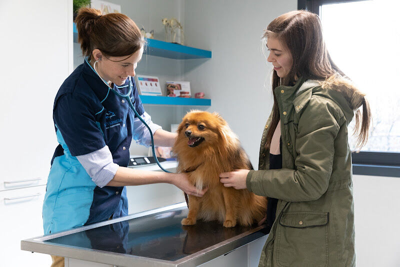 Foto van Nesto - Belgisch netwerk van dierenartsenpraktijken.