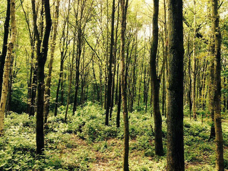 Foto van Drohme Park