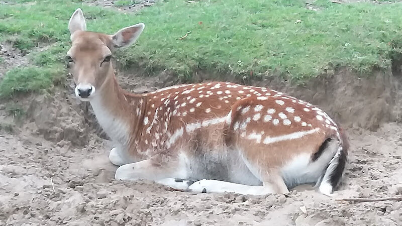 Foto van Speeltuin Bospark