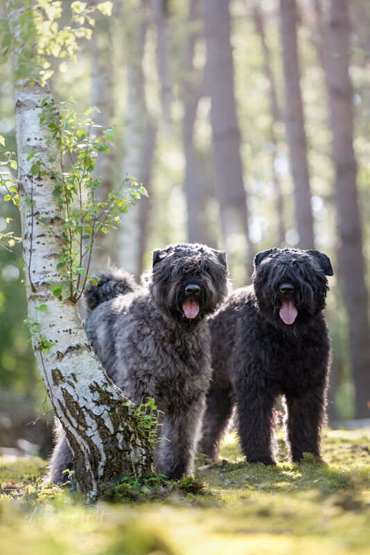Foto van Carol Thoelen Photography - A Blissful Pet