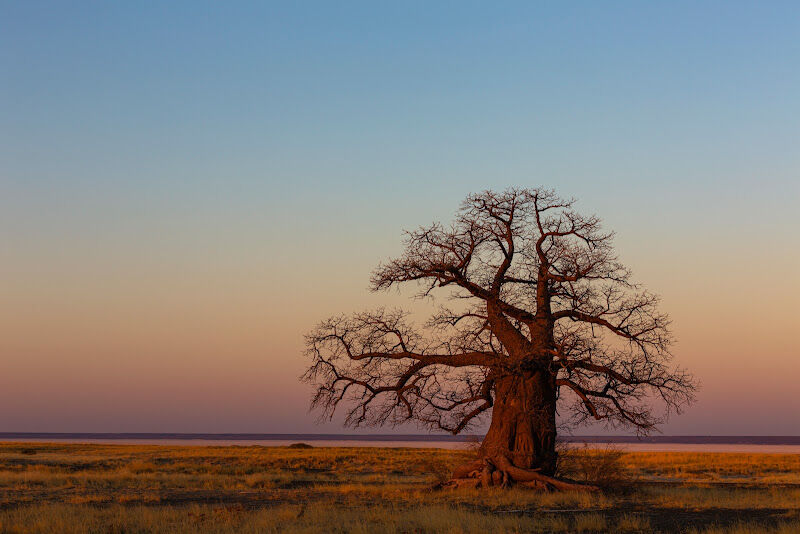 Foto van Le Baobab - De Baobab