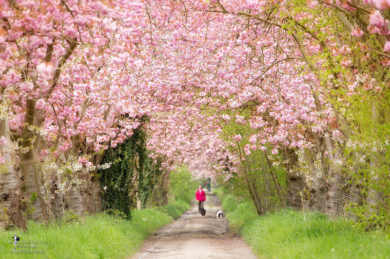Foto van DigiGerard Photography