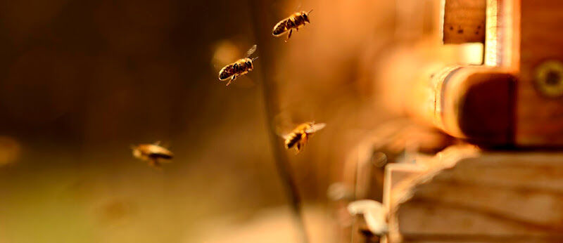Foto van BusyBees Marketing