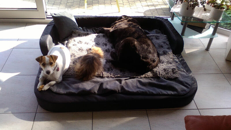 Foto van Dierenarts