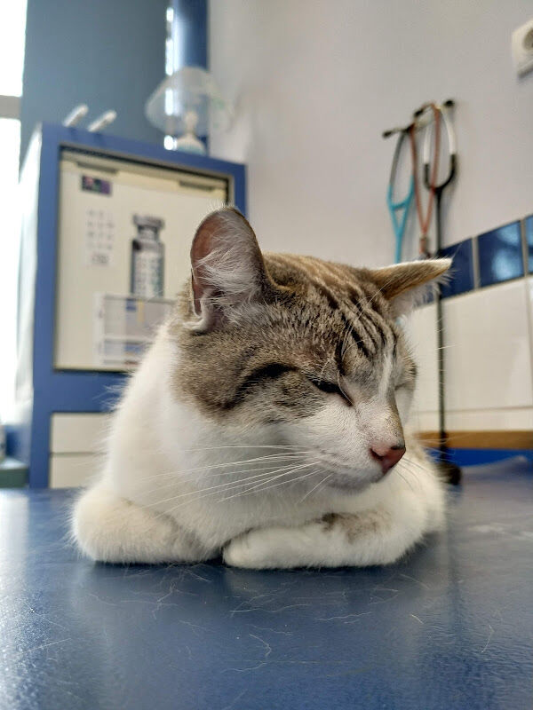 Foto van Veterinary Clinic Esquermes