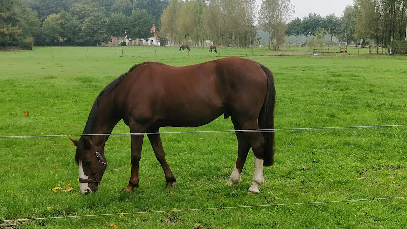 Foto van Stal Tillegem