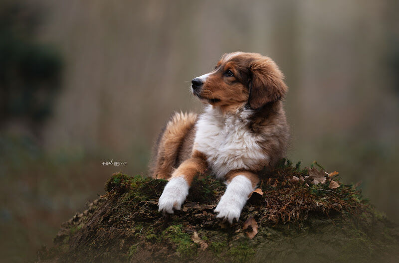 Foto van Els Decoodt Photography