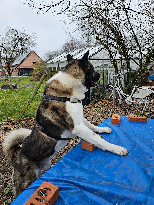 Foto van BEHIVET - Gedragsdierenarts Ilse Rediers