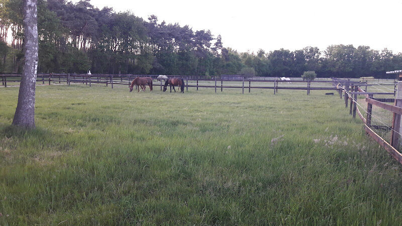 Foto van EDCOsporthorses