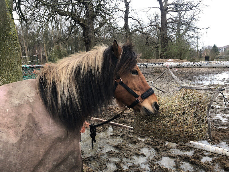 Foto van de dijkruiters